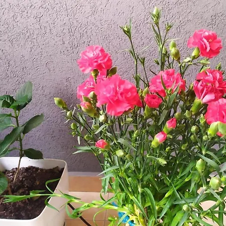 My Home Your Home Alloggio in famiglia Tirana
